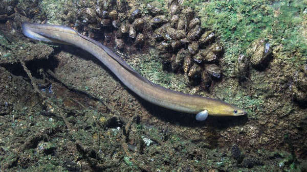 anguila caracteristicas