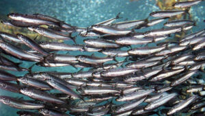 sardinas pescado azul